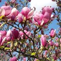 Magnolia