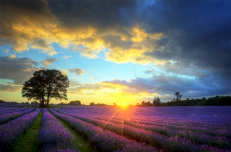 Sunset Over The Lavender Field - clouds, trees, sunset, Nature, lavender, field, sky