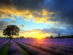 Sunset Over The Lavender Field