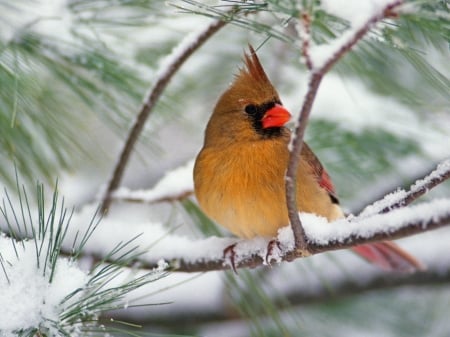 winter-bird - winter, tree, bird, snow