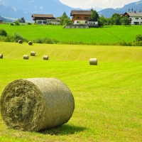 hay bales