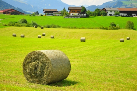 hay bales - field, bales, hay, grass