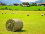 hay bales