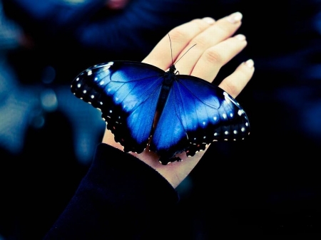 MORPHO - schmetterlinge, morpho, falter, butterflies