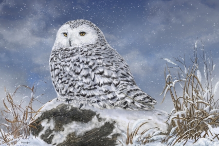 Winter approach - bird, winter, bufnita, owl, martinwilneff, pictura, white, painting, iarna, pasare, luminos