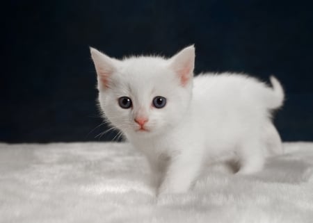 Kitten - black, white, animal, pisica, kitten, cute, sweet, cat