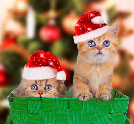 Who is that?! - hat, sweet, cat, christmas, santa, pisica, craciun, kitten, paw, funny, red, green, cute, face, couple