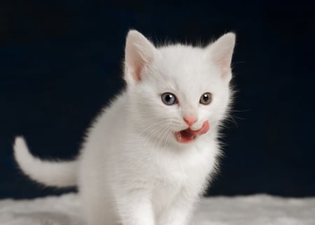 Kitten - white, pisica, animal, cute, black, kitten, cat, tongue