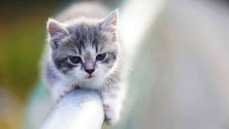 Kitten - poles, macro, animals, cats, kitten