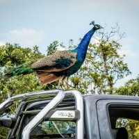 Peacock