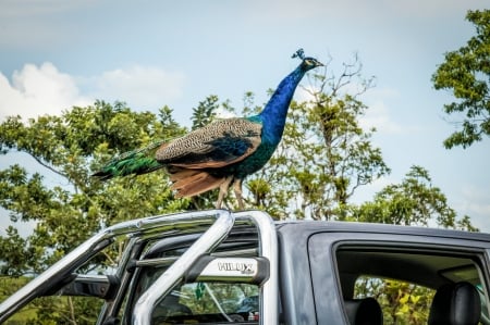 Peacock - bird, pasare, car, paun, peacock, blue