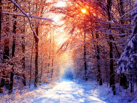 Sunny Winter Day in the Forest - trees, winter, nature, snow, forest, sun