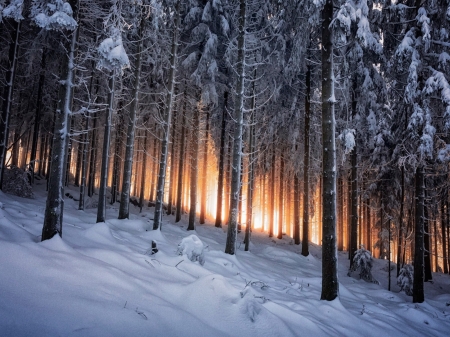 Slope in the Winter Forest at Sunset - nature, slope, trees, forest, snow, winter, sunset