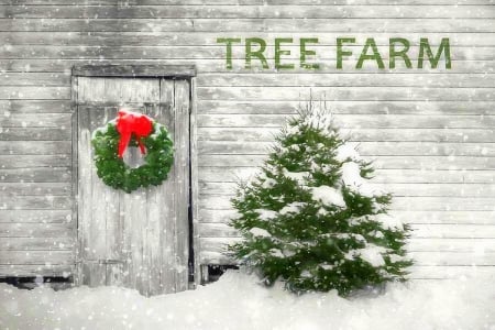 Holiday Tree Farm - xmas and new year, attractions in dreams, winter, christmas, love four seasons, winter holidays, snow, architecture, farms