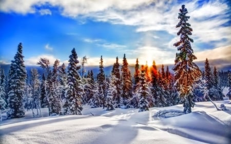 Sun Rising Over the White Mountain - nature, trees, mountain, clouds, snow, winter, sunrise