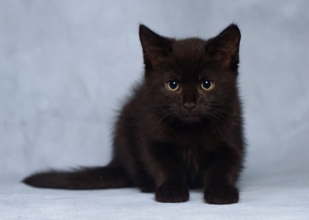 Kitten - cat, eyes, animal, cute, black, pisica, kitten