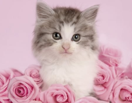 Kitten - trandafir, flower, pink, rachael hale, cat, pisica, animal, kitten, rose, cute