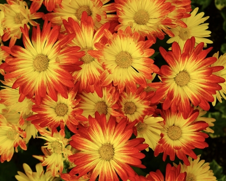 Beautiful Flowers - close up, res, chrysanthemums, yellow