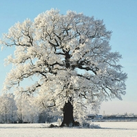 Winter in Latvia