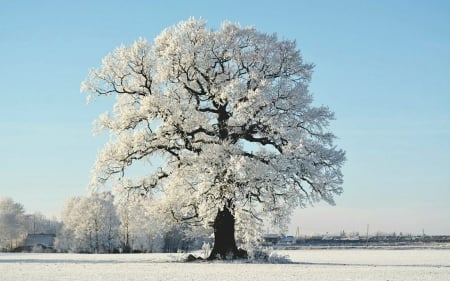 Winter in Latvia - Latvia, winter, snow, frost, field, tree