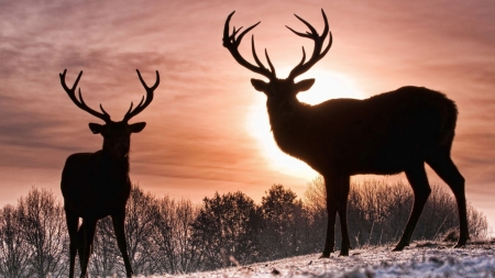 Mythical deers - nature, silhouette, animals, deers, winter, wallpaper