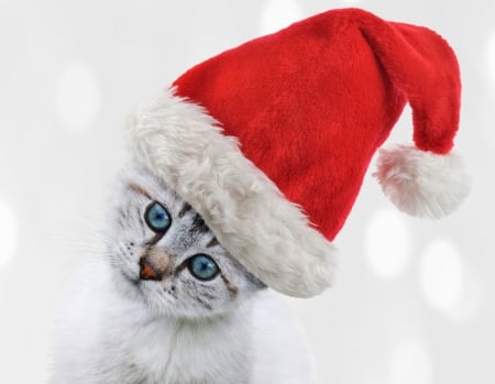 Christmas kitten - hat, cat, christmas, santa, pisica, animal, kitten, red, cute, face