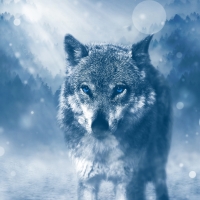 Winter Wolf