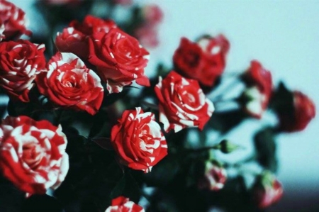 Red And White - white, red, roses, flowers, nature