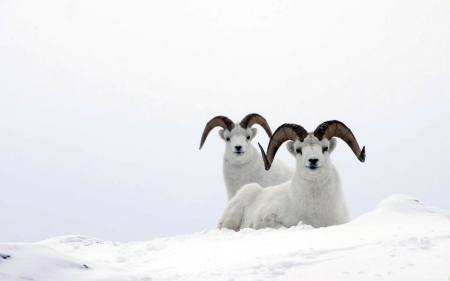 Sheep in Winter - Animals, Sheep, Snow, Winter, White