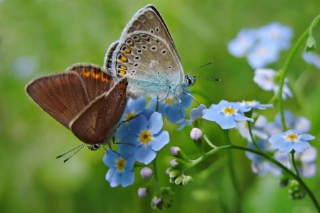 Forget Me Not Flowers And Butterflies