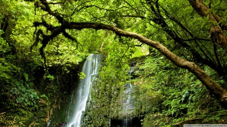 Matai Falls,New Zealand - trees, forest, nature, waterfall