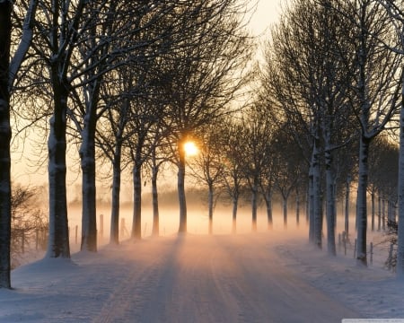 Misty Winter Afternoon