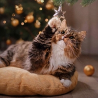Christmas Kitty â™¥