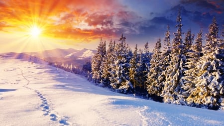 Winter Sunrise - nature, sky, trees, forest, snow, winter, sunrise