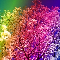 Rainbow Snow