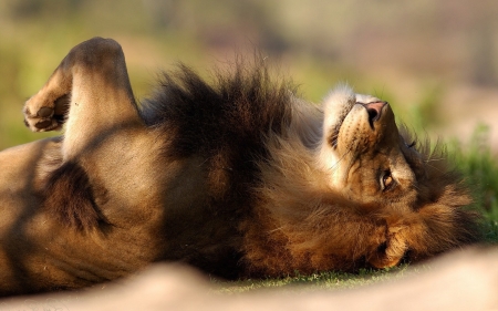 Lion on my Back - laying on back, lion, outdoors, animals