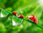 Ladybugs family