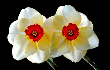 Beautiful Flowers - nature, close up, flowers, petals