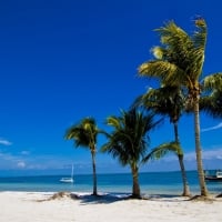 Palm Trees in Sand Beach