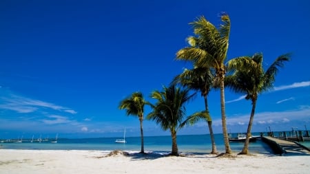 Palm Trees in Sand Beach