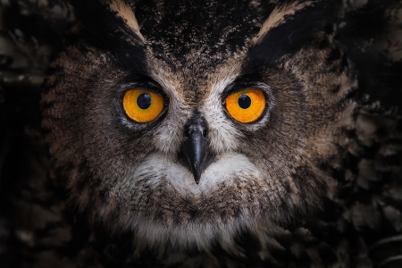 Owl - skion, bufnita, eyes, feather, owl, texture, pasare, bird