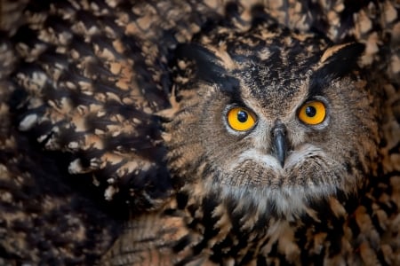 Owl - feather, pasare, bird, texture, owl, bufnita, skin, eyes