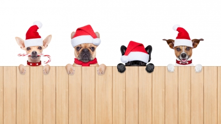 Merry Christmas! - hat, dog, fence, christmas, santa, animal, craciun, paw, funny, red, cute, caine, puppy, card