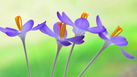 Beautiful flowers - flower, nature, purple, wild