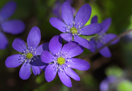 Amazing color - nature, purple, dark, flower