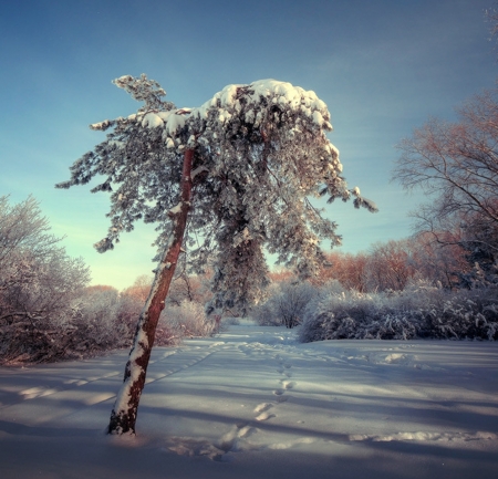 Frozen Tree - winter, nature, tree, snow