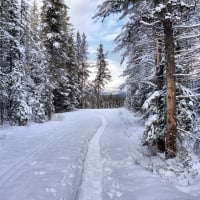 Winter Forest