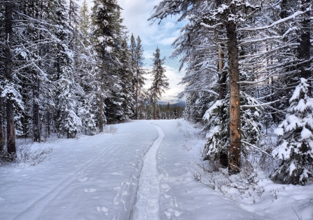 Winter Forest - nature, trees, forest, snow, winter, road