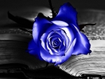 BLUE ROSE