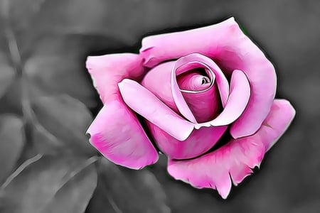 PINK ROSE - white, black, rose, pink